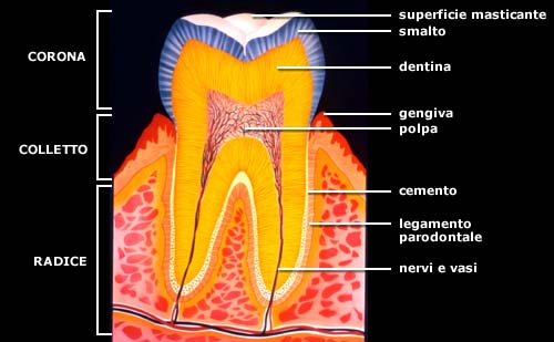 dente